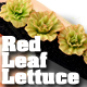 O-SCALE RED LEAF LETTUCE ROW